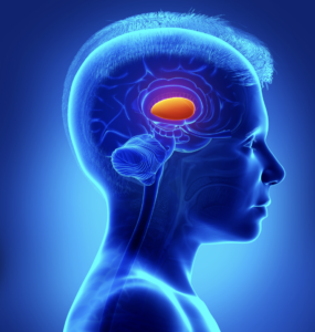 Digital illustration of human upper body showing the brain